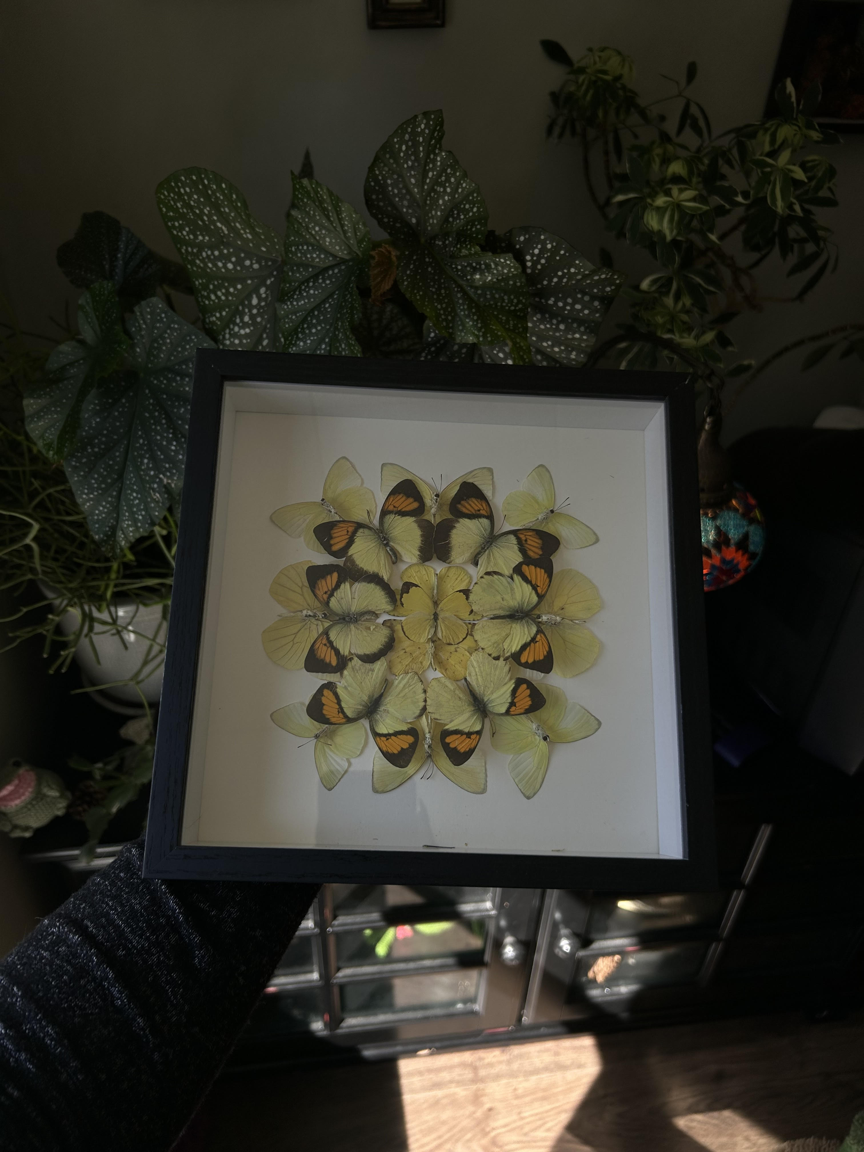 Ixias Pyrene frame
