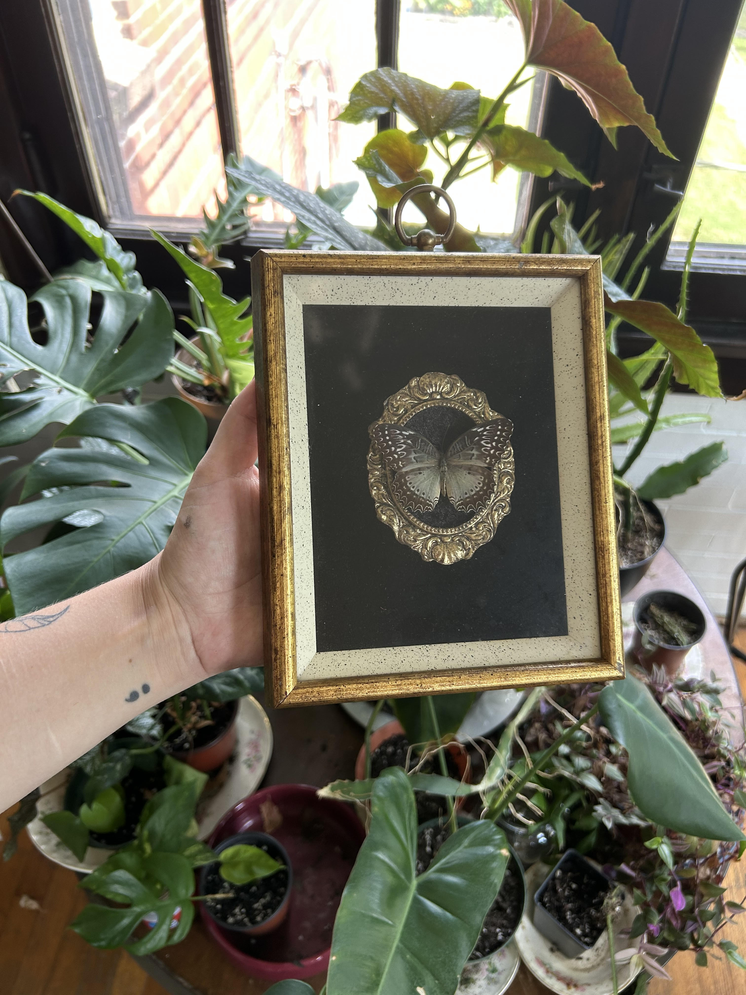 Red Lacewing frame